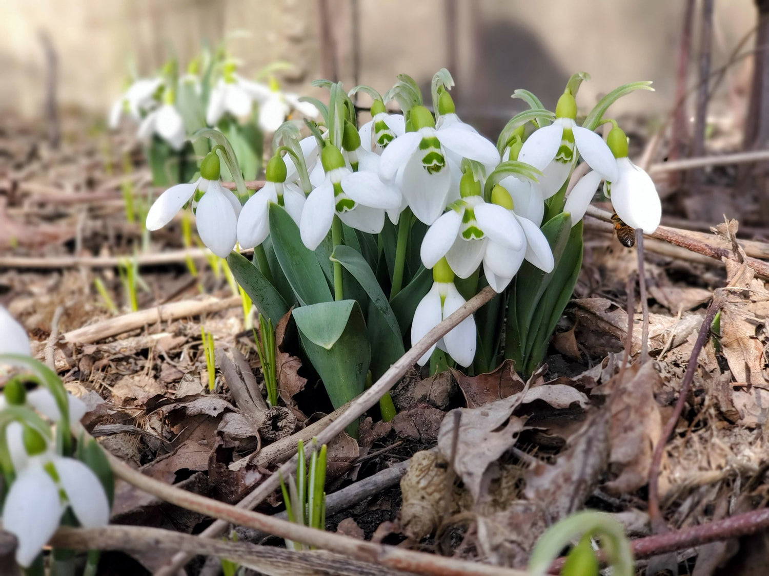 Bloom through the Gloom